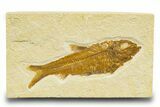 Detailed Fossil Fish (Knightia) - Wyoming #329553-1